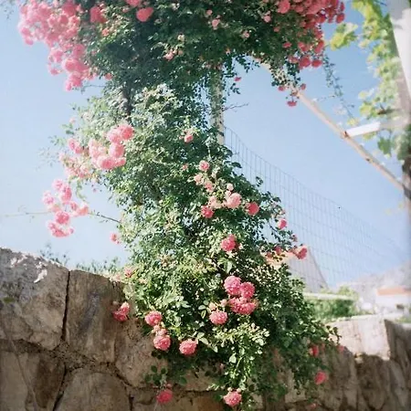 Family House Lise Mlini