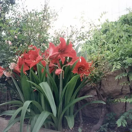 Family House Lise Apartament