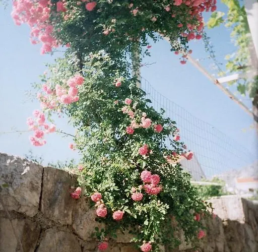 Family House Lise Mlini