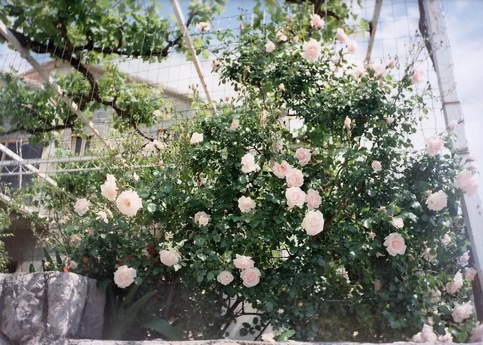 公寓 莉莎公寓 *